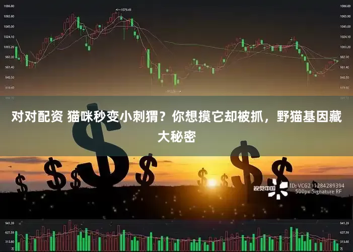 对对配资 猫咪秒变小刺猬？你想摸它却被抓，野猫基因藏大秘密